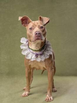 Persephone -  Mixed Breed Dog for Adoption in Atlanta, Georgia - Persephone | PetCurious