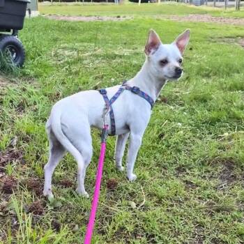 Chihuahua Dogs Available for Adoption in Penns Grove, New Jersey - Lola | PetCurious