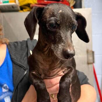 Jessie -  Dachshund and Mixed Breed Dog for Adoption in Martinsville, Virginia - Jessie | PetCurious