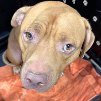 Gilbert -  American Staffordshire Terrier and Mixed Breed Dog for Adoption in Abilene, Texas - Gilbert | PetCurious