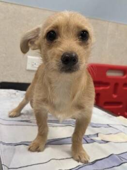 Mario -  Shih Tzu and Chihuahua Dog for Adoption in Honolulu, Hawaii - Mario | PetCurious