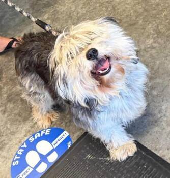 Skip -  Havanese and Mixed Breed Dog for Adoption in Neosho, Missouri - Skip | PetCurious