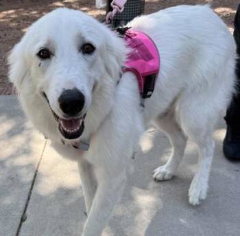 Arya -  Great Pyrenees and Mixed Breed Dog for Adoption in Morton Grove, Illinois - Arya | PetCurious
