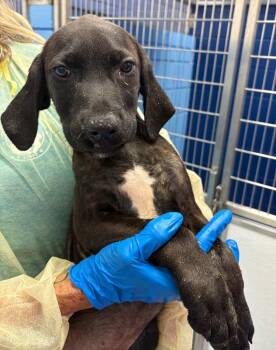 Kevin (Jonas x4) -  Terrier Dog for Adoption in Hartsville, South Carolina - Kevin (Jonas X4) | PetCurious