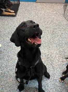 Labrador Retriever Dogs Available for Adoption in Carson City, Nevada - Scorch | PetCurious