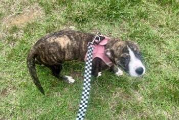 Rosa -  Terrier and Pit Bull Terrier Dog for Adoption in Annapolis, Maryland - Rosa | PetCurious
