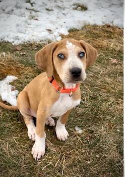 Beagle and Hound Dogs Available for Adoption - Breck | PetCurious