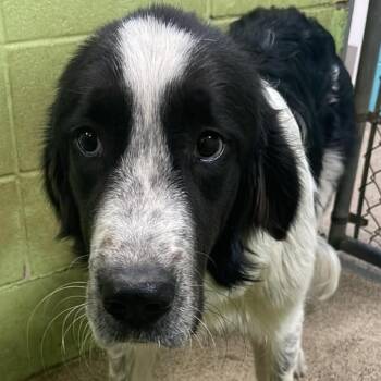 Kurt -  Great Pyrenees and Border Collie Dog for Adoption in Fort Payne, Alabama - Kurt | PetCurious