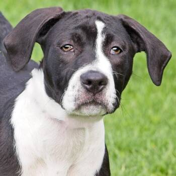 Pit Bull Terrier Dogs Available for Adoption in South Elgin, Illinois - Crystal | PetCurious