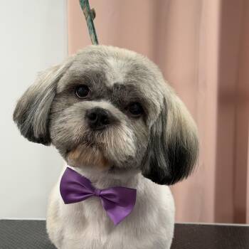 Cookie -  Shih Tzu Dog for Adoption in Baton Rouge, Louisiana - Cookie | PetCurious