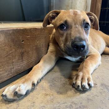 Dashi -  Mixed Breed Dog for Adoption in Brownsboro, Alabama - Dashi | PetCurious