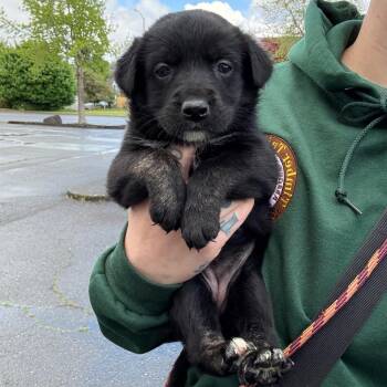 Frankie -  Border Collie and Chocolate Labrador Retriever Dog Available for Adoption in Oakville, Washington - Frankie | PetCurious