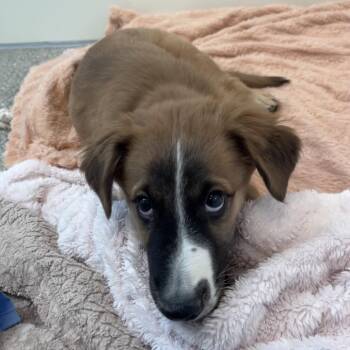 Novel -  Labrador Retriever and Mixed Breed Dog for Adoption in Kanab, Utah - Novel | PetCurious