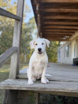 Ace-The A team -  Goldendoodle and Terrier Dog for Adoption in Falmouth, Maine - Ace-The A Team | PetCurious
