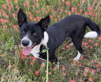 Border Collie Dogs Available for Adoption in Sadler, Texas - Bandit | PetCurious