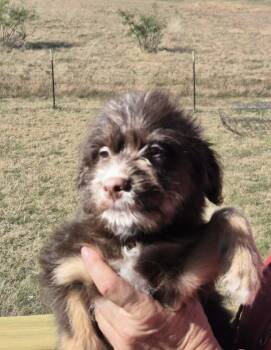 Rescue Terrier Dogs for Adoption in Mathis, Texas - Viola And Vincent!! | PetCurious