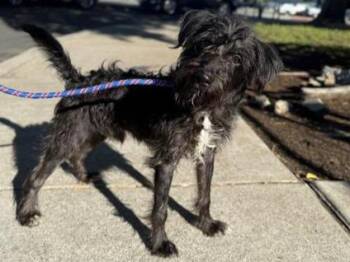 Rescue Terrier Dogs for Adoption in Antioch, California - Pickles | PetCurious