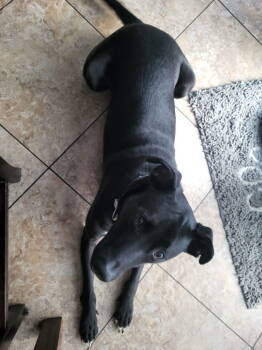 Rescue Labrador Retriever and American Staffordshire Terrier Dogs for Adoption in Willingboro, New Jersey - Oreo | PetCurious