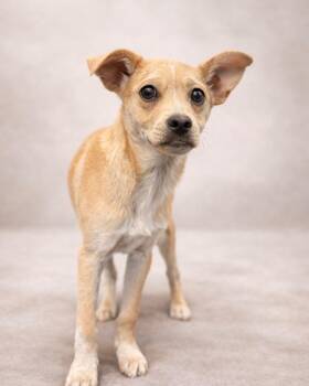 Scotch Tape (Nacho) -  Chihuahua and Cattle Dog Dog for Adoption in Carson City, Nevada - Scotch Tape (Nacho) | PetCurious