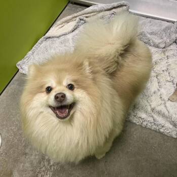 Pomeranian Dogs Available for Adoption - Branch | PetCurious
