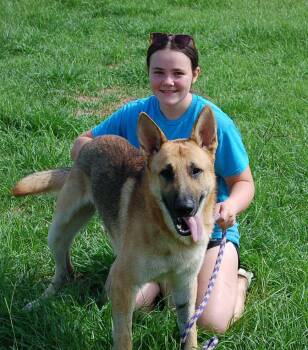 LEO -  German Shepherd Dog Dog for Adoption in Preston, Connecticut - LEO | PetCurious