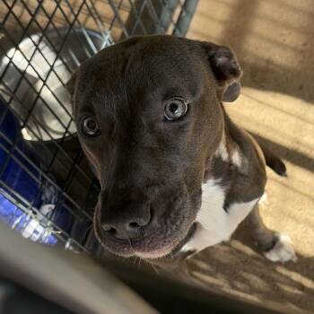 Grey Bay Bay -  Mixed Breed Dog for Adoption in Lake Jackson, Texas - Grey Bay Bay | PetCurious