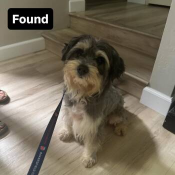 Miniature Schnauzer and Poodle Dogs Available for Adoption - Chase | PetCurious