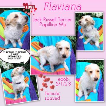 Jack Russell Terrier and Papillon Dogs Available for Adoption in Missouri City, Texas - Flaviana WA14391-T LOCAL Adoption Event In Bellevue 5-24 | PetCurious