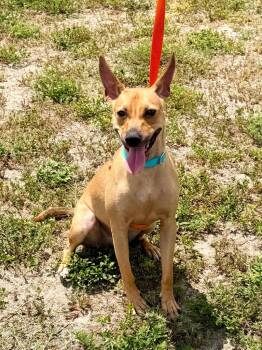 Cabbage Roll -  Mixed Breed Dog for Adoption in Cape Coral, Florida - Cabbage Roll | PetCurious