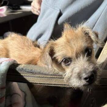 Wirehaired Terrier Dogs Available for Adoption - Mr. Earl Toast | PetCurious