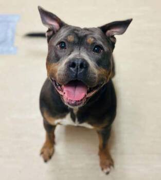 Mixed Breed Dogs Available for Adoption in West Chester, Pennsylvania - Sheeba | PetCurious