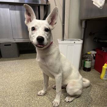 IVHS-Stray-142081 -  Shepherd and Labrador Retriever Dog for Adoption in San Gabriel, California - IVHS-Stray-142081 | PetCurious
