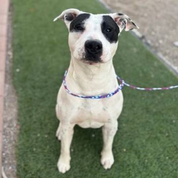 American Staffordshire Terrier Dogs Available for Adoption - Dog 03/02/2026 | PetCurious