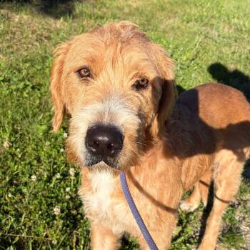 Henry -  Goldendoodle Dog for Adoption in Alma, Michigan - Henry | PetCurious