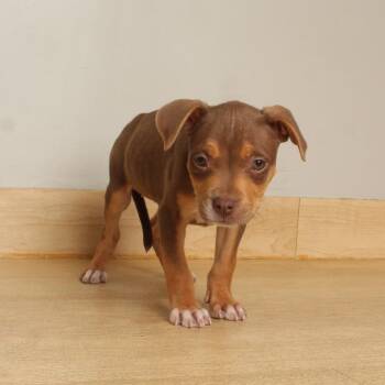 Roxi D70513 -  Terrier and Mixed Breed Dog for Adoption in Minnetonka, Minnesota - Roxi D70513 | PetCurious