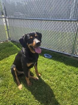 Manny -  Rottweiler Dog for Adoption in Manhattan, Illinois - Manny | PetCurious