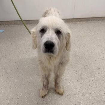 Great Pyrenees Dogs Available for Adoption in Indianapolis, Indiana - Maverick | PetCurious