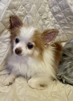 Pomeranian Dogs Available for Adoption - Petey | PetCurious