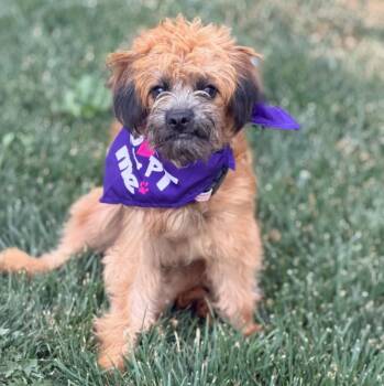 Malla -  Miniature Poodle and Mixed Breed Dog for Adoption in Mead, Colorado - Malla | PetCurious