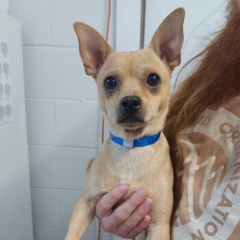 Gidget -  Chihuahua and Terrier Dog for Adoption in Hattiesburg, Mississippi - Gidget | PetCurious
