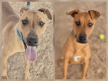 Doberman Pinscher and Mixed Breed Dogs Available for Adoption in Albuquerque, New Mexico - JADA | PetCurious