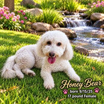 HONEY BEAR - 1 YEAR FEMALE MALTIPOO- PETCO, 5011 E. RAY ROAD, PH -  Maltipoo Dog for Adoption in Mesa, Arizona - HONEY BEAR - 1 YEAR FEMALE MALTIPOO- PETCO, 5011 E. RAY ROAD, PH | PetCurious