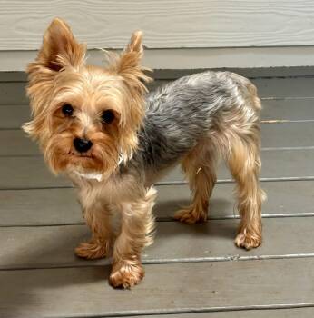 Dash York -  Yorkshire Terrier Dog for Adoption in Milton, Georgia - Dash York | PetCurious