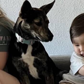 Maggie -  Mixed Breed Dog for Adoption in Tacoma, Washington - Maggie | PetCurious