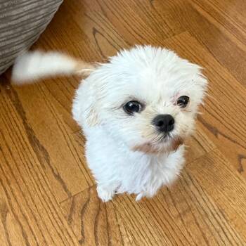 Shih Tzu and Mixed Breed Dogs Available for Adoption - Ariel | PetCurious