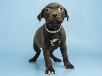 GYPSY -  Pit Bull Terrier Dog for Adoption in Phoenix, Arizona - GYPSY | PetCurious