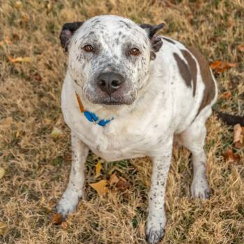 Rescue Mixed Breed Dogs for Adoption in Saint Charles, Missouri - Sarge | PetCurious