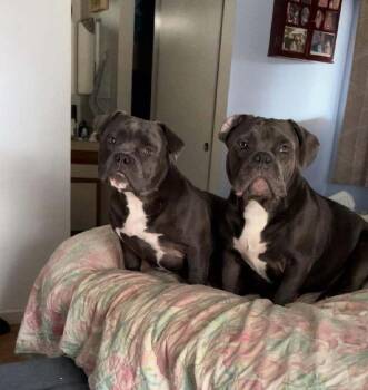 Leilani -  American Bulldog Dog for Adoption in Lakeland, Florida - Leilani | PetCurious