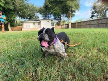 Lona Goody Shortcakes -  French Bulldog and American Bully Dog for Adoption in Friendswood, Texas - Lona Goody Shortcakes | PetCurious