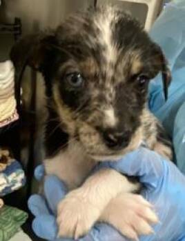 Alexis -  Rat Terrier and Mixed Breed Dog for Adoption in Kansas City, Missouri - Alexis | PetCurious